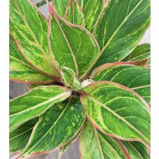 Аглаонема Аврора - Сияющий розовый / Aglaonema Aurora - Sparkling Pink A-10