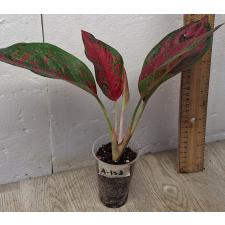 Аглаонема Ред Очин / Aglaonema Red Ochin A-138