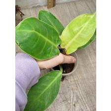 Philodendron moonlight 