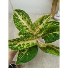 Aglaonema Viduri - white A-141