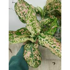 Aglaonema Look Sethi A-124