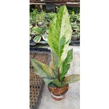 Anthurium variegated sp 12