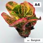 Codeium A4 Bangkok
