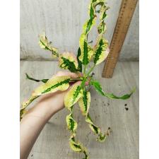 Codiaeum C-1 Phra luck