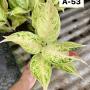 Aglaonema  Laksubtong A-53