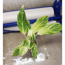 Aglaonema Aurora Green pot