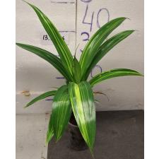 Панданус дубиус варегатный / Pandanus dubius variegated