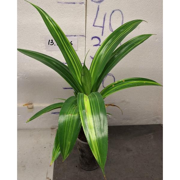 Панданус дубиус варегатный / Pandanus dubius variegated