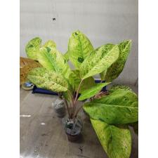 Aglaonema T8 Whalthy Green