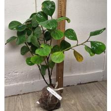 Фикус дельтовидный "Гиганский лист" / Ficus deltoidea 'Giant leaf'