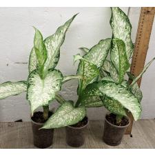 Диффенбахия Удомсаб / Dieffenbachia Udomsab