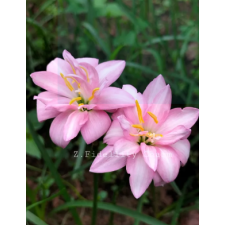 Zephyranthes Fidellity Charm