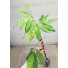 Orophea enterocarpa 207