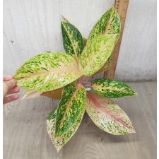 Aglaonema 30 millions A-90