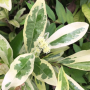 Ixora finlaysoniana albomarginata