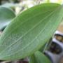 Hoya gelba (yellow) (New species from the Philippines)          822