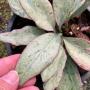 Hoya nicholsoniae ‘New Guinea Ghost’ (950)