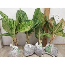 Аглаонема Пракайпет Гибрид. / Aglaonema Prakaipet hybrid A-65