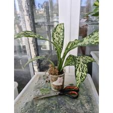 Dieffenbachia White Blizzard 2 стакан 2200р