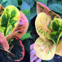 Codiaeum Sub Somboon.