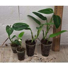 Филодендрон гиттиферум кобра варегатная / Philodendron guttiferum cobra variegata