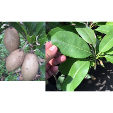 Manilkara zapota 'Malaysia' (oval fruit) 299 июнь
