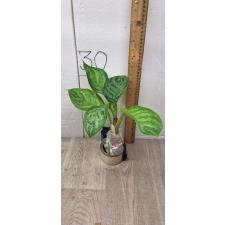 Aglaonema Toon graw A-46