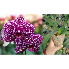 Фаленопсис Лиоулин Дикая Кошка / Phal. Lioulin Wild Cat 