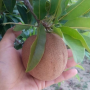 Manilkara zapota 'Giant fruit'.