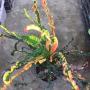 Codiaeum Chao Ngoh