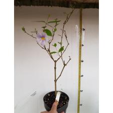 Thunbergia erecta 'Fairy Moon 629