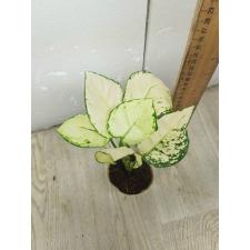 Aglaonema Super White A-40 pot