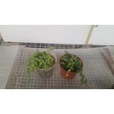 Dischidia nummularioides(flat leaf) pot