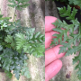 Doryopteris sp.(T01)= Doryopteris concolor
