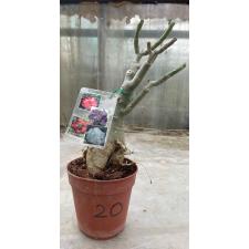 Adenium sp. 20