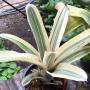 Aechmea 'Little Harv' albomarginata.