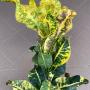 Codiaeum Sai Thong