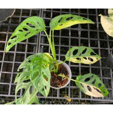 Monstera adansonii variegated Aurea 195 (febr23)