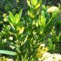 Ixora sp.(T01) variegata (yellow flower)