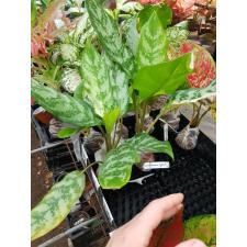 Aglaonema commutatum 'Bangkok Dream'm 22