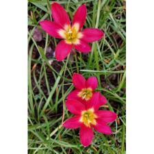 Zephyranthes Lumduan red