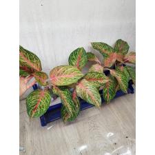 Aglaonema Miss Thailand A-92