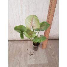 Syngonium Orm Sub (mutation)(No.2) pot