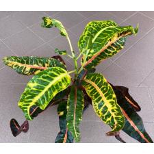 Codiaeum Chai Ya Pruek 27