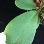 Hoya kerrii (flat leaf)         766