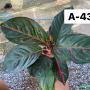 Aglaonema  Sombat Siam green  A-43