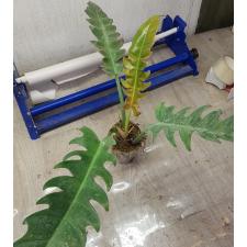 Philodendron 'narrow Escape' pot 500p