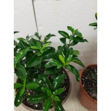 Ixora sp.(T15) white flower