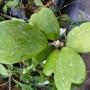 Hoya kerrii (Eastern Thailand)          435