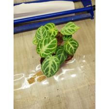 anthurium crystallinum silver blush 6 cm pot 950p